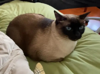 买什么猫好看又便宜（买什么猫好看又便宜好养）