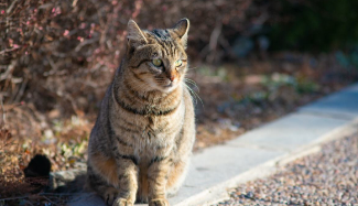 狸花猫可以当宠物养吗（狸花猫能当宠物吗）