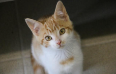 好看又便宜的猫咪品种（价格便宜好看的猫咪品种）