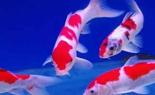 观赏鱼种类（观赏鱼品种介绍）