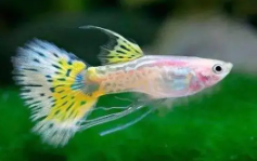 观赏鱼怎么养才能活得长久（12种最适合懒人养的观赏鱼）