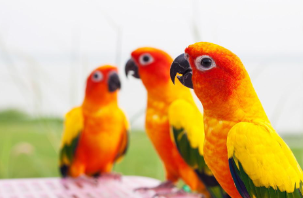 宠物鸟价格多少钱（宠物鸟价格多少钱一条）