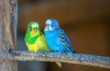 宠物鸟多少钱一只?（鸟大概多少钱一只）