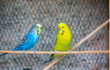 宠物鸟品种价格（宠物鸟品种价格多少）