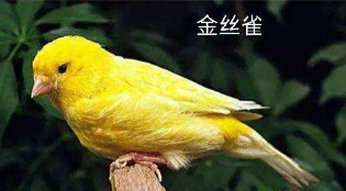 宠物鸟养什么好安静（宠物鸟哪种好养活又安静）35；欧李来看