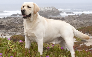 拉布拉多纯种怎么分辨（拉布拉多为什么容易死）