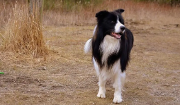 拉布拉多犬的智商排名（十大聪明犬排名）