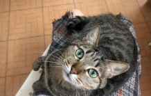 最便宜的猫几块钱（最便宜的猫种类）