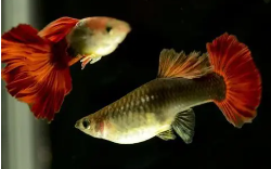 观赏鱼的种类名字大全（观赏鱼的种类名字介绍）