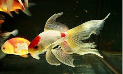 观赏鱼的种类图片和名字（观赏鱼什么鱼最好养）