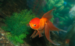 观赏鱼什么鱼最好养（冷水观赏鱼什么鱼最好养）