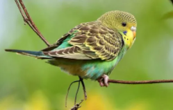 10大宠物鸟（各类宠物鸟）