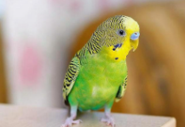 宠物鸟有哪些品种（宠物鸟品种介绍）