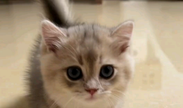 猫咪认人还是认气味（猫咪对主人有感情吗）