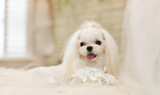 顶级马尔济斯品相（马尔济斯挑选）