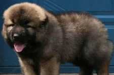 高加索犬幼犬价格表（高加索幼犬价格多少钱一只）