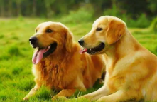 金毛犬是拉布拉多犬吗（金毛犬是不是拉布拉多犬）