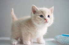 纯乳英短多少钱一只（英短奶猫多少钱一只）