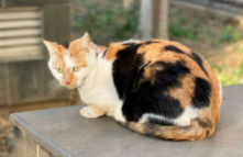 18种中华田园猫花色的雅称（18种中华田园猫花色的雅称有哪些）