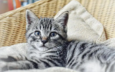 cfa认证的猫咪品种（cfa认证猫品种查询）