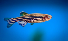 观赏鱼的种类图片（观赏鱼的种类和名字）