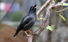 宠物鸟有哪些品种名字（宠物鸟有哪些品种名字）