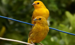 十大便宜好养的宠物鸟（十大最好养又最便宜认人的鸟）