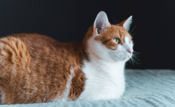 猫咪能听懂主人骂它吗（猫走丢了能自己回家吗）