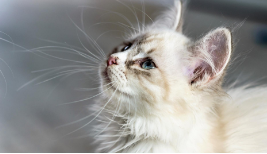 如何让猫快速认主人（如何让猫咪认主）