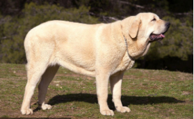 西班牙犬有哪些品种（西班牙犬有哪些品种的）