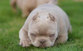 恶霸犬价格（恶霸犬价格多少钱一只最低价）