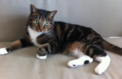 狸花猫聪明吗（狸花猫聪明吗知乎）