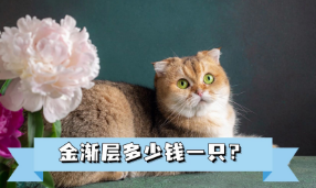 金渐层最便宜的多少钱（金渐层 多少钱一只）