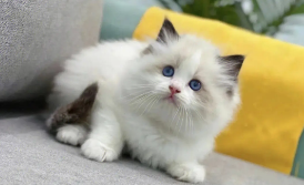 猫幼崽多少钱一只（宠物店布偶猫幼崽多少钱一只）