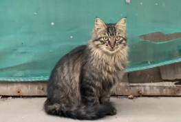 长毛狸花猫稀有吗（长毛狸花猫猫）