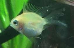 观赏鱼身上长白霜怎么办（观赏鱼烂尾烂鳍烂鳞用什么药）