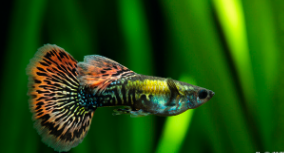 观赏鱼的寿命有多久（观赏鱼寿命几年）