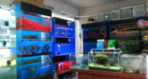 观赏鱼鱼缸最便宜（观赏鱼缸批发市场）