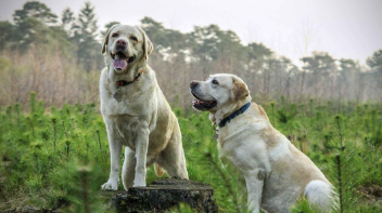 拉布拉多怎么训练才听话的（拉布拉多犬的优缺点及性格）