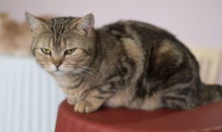 猫的价格和品种大全（建议穷人养的10种猫）