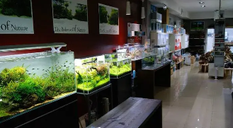 观赏鱼缸市场（观赏鱼缸市场前景如何）