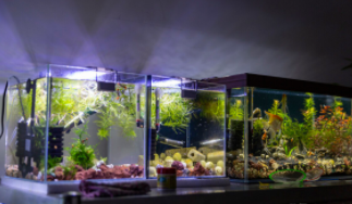 观赏鱼缸生产厂家（鱼缸制造厂有几家）