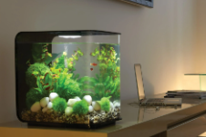 观赏鱼鱼缸价格（观赏鱼鱼缸价格行情）