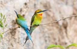 宠物鸟价格表（宠物鸟多少钱一只?）