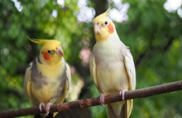 12种最适合懒人养的鸟（12种最适合懒人养的鸟的寿命是多少）