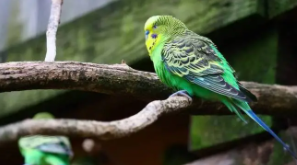 什么鸟会跟着主人飞（怎么训练鸟随叫随到）