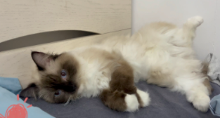 猫依靠什么辨认主人（猫依靠什么辨认主人的方法）