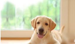 狗的种类有1400多种（建议穷人养的10种狗）