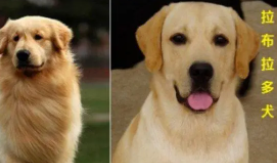拉布拉多和金毛的区别图片（拉布拉多和金毛的区别幼犬）