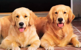 拉布拉多和金毛的区别？有这5点不同（拉布拉多跟金毛有区别吗）